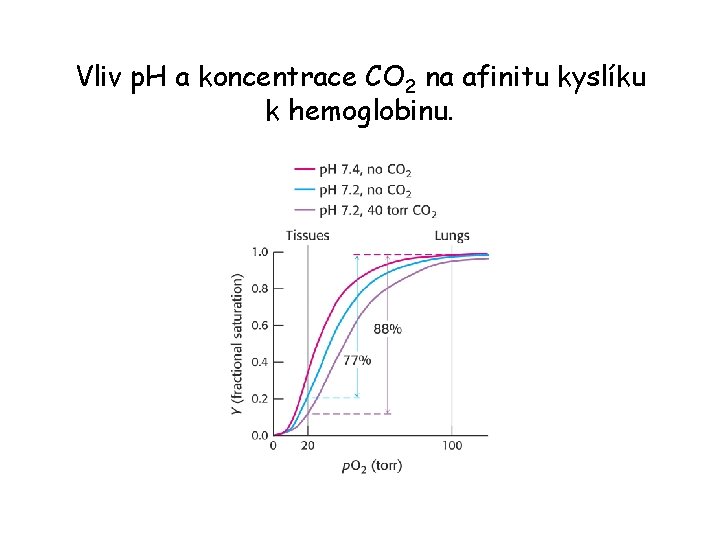 Vliv p. H a koncentrace CO 2 na afinitu kyslíku k hemoglobinu. 