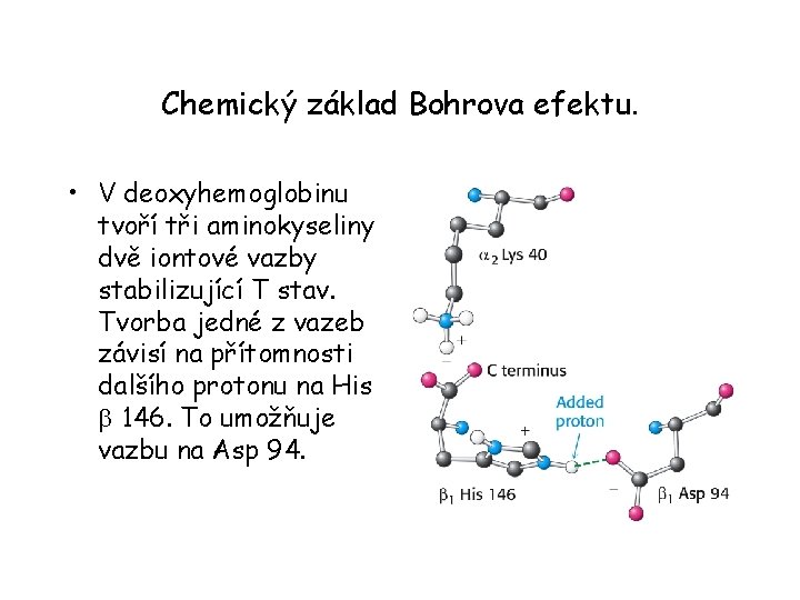 Chemický základ Bohrova efektu. • V deoxyhemoglobinu tvoří tři aminokyseliny dvě iontové vazby stabilizující