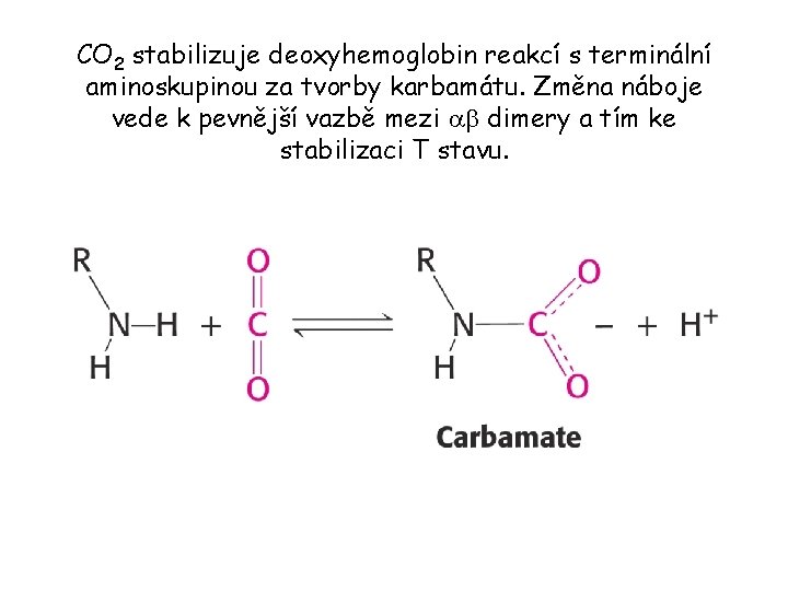 CO 2 stabilizuje deoxyhemoglobin reakcí s terminální aminoskupinou za tvorby karbamátu. Změna náboje vede