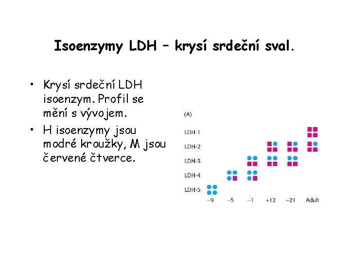 Isoenzymy LDH – krysí srdeční sval. • Krysí srdeční LDH isoenzym. Profil se mění
