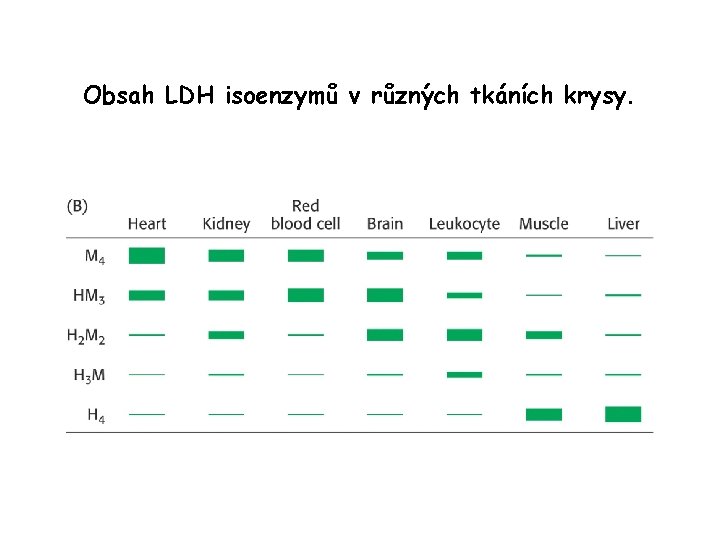 Obsah LDH isoenzymů v různých tkáních krysy. 