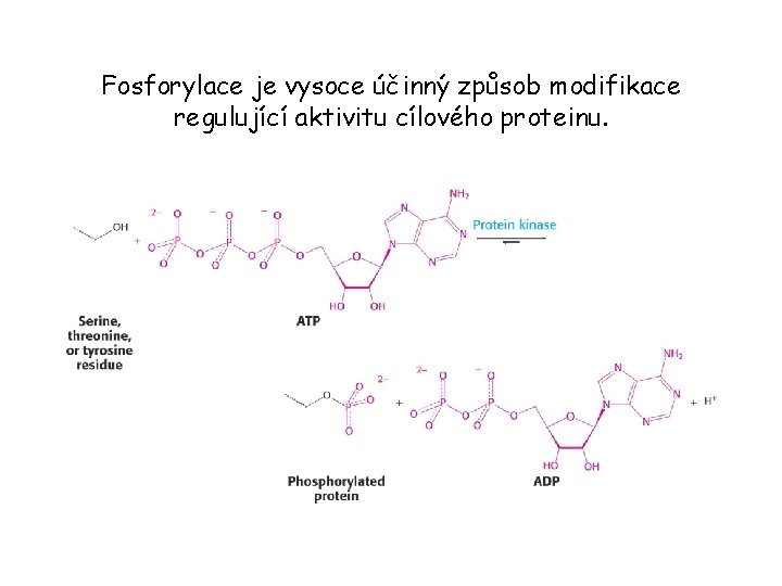 Fosforylace je vysoce účinný způsob modifikace regulující aktivitu cílového proteinu. 