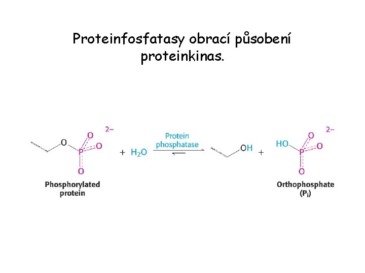 Proteinfosfatasy obrací působení proteinkinas. 