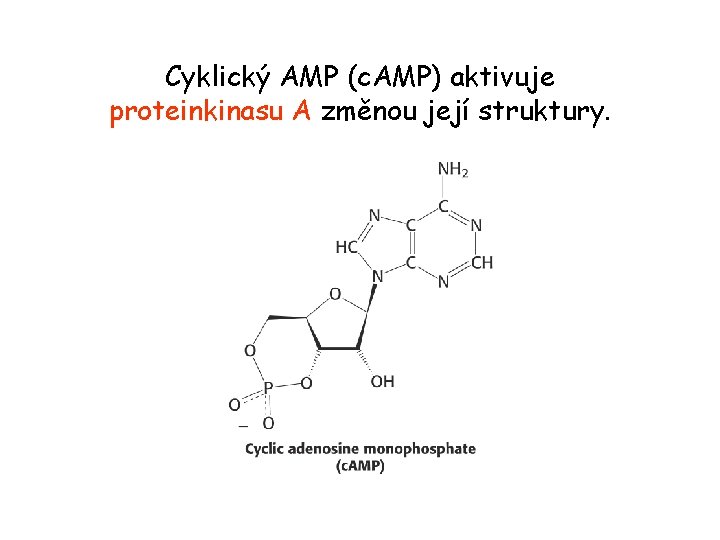 Cyklický AMP (c. AMP) aktivuje proteinkinasu A změnou její struktury. 