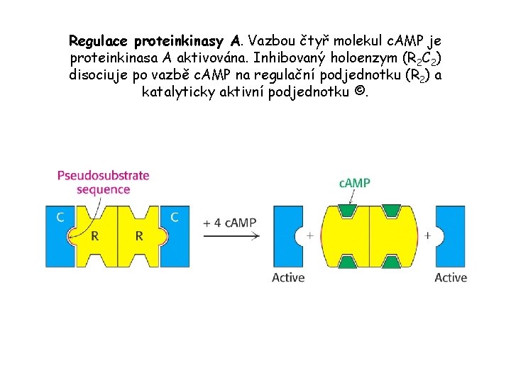 Regulace proteinkinasy A. Vazbou čtyř molekul c. AMP je proteinkinasa A aktivována. Inhibovaný holoenzym