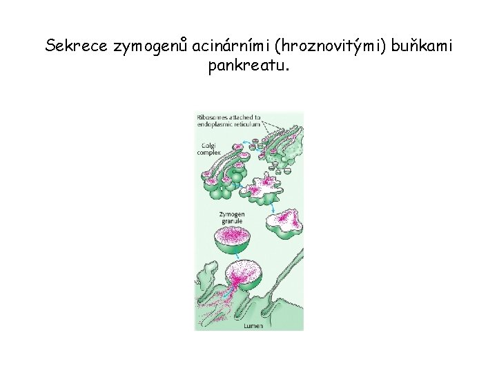 Sekrece zymogenů acinárními (hroznovitými) buňkami pankreatu. 