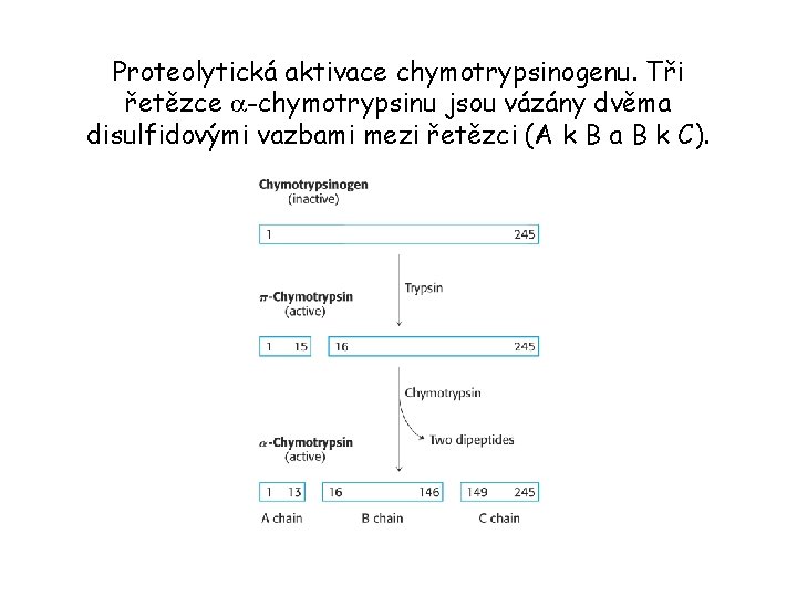 Proteolytická aktivace chymotrypsinogenu. Tři řetězce a-chymotrypsinu jsou vázány dvěma disulfidovými vazbami mezi řetězci (A