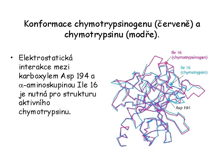 Konformace chymotrypsinogenu (červeně) a chymotrypsinu (modře). • Elektrostatická interakce mezi karboxylem Asp 194 a