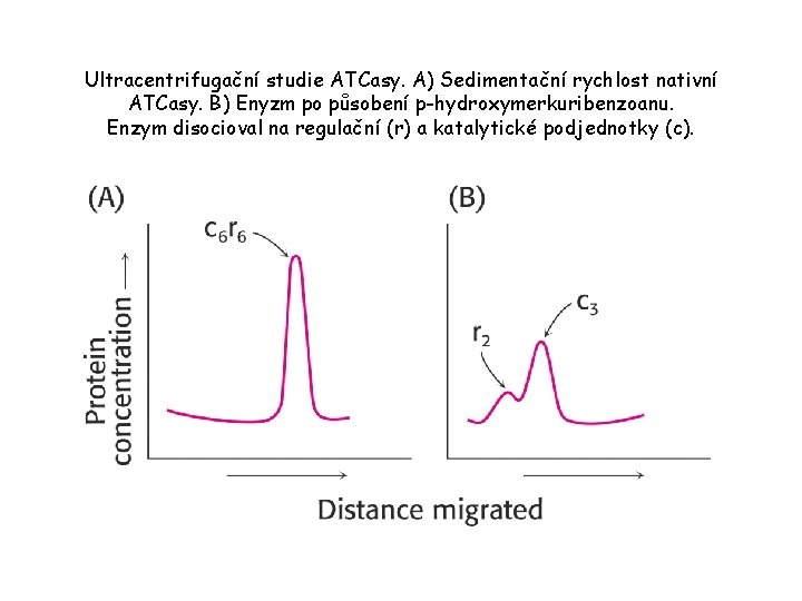 Ultracentrifugační studie ATCasy. A) Sedimentační rychlost nativní ATCasy. B) Enyzm po působení p-hydroxymerkuribenzoanu. Enzym