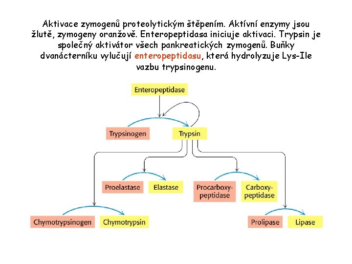 Aktivace zymogenů proteolytickým štěpením. Aktívní enzymy jsou žlutě, zymogeny oranžově. Enteropeptidasa iniciuje aktivaci. Trypsin