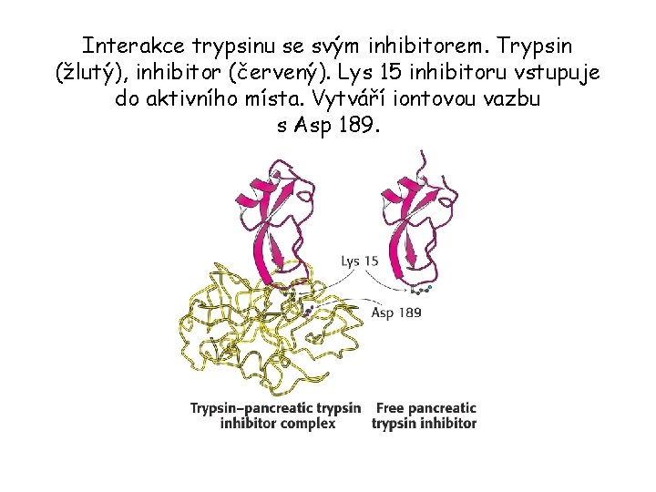 Interakce trypsinu se svým inhibitorem. Trypsin (žlutý), inhibitor (červený). Lys 15 inhibitoru vstupuje do