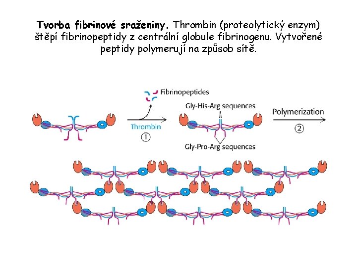 Tvorba fibrinové sraženiny. Thrombin (proteolytický enzym) štěpí fibrinopeptidy z centrální globule fibrinogenu. Vytvořené peptidy