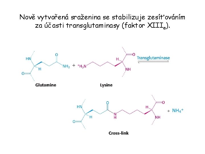 Nově vytvořená sraženina se stabilizuje zesíťováním za účasti transglutaminasy (faktor XIIIa). 