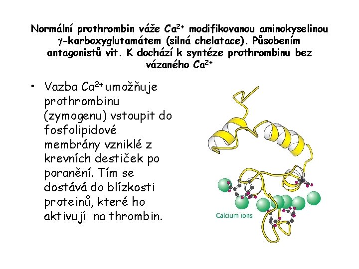 Normální prothrombin váže Ca 2+ modifikovanou aminokyselinou g-karboxyglutamátem (silná chelatace). Působením antagonistů vit. K