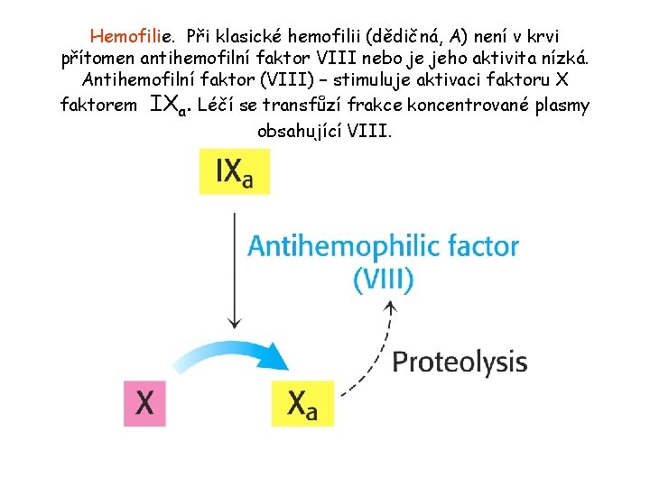 Hemofilie. Při klasické hemofilii (dědičná, A) není v krvi přítomen antihemofilní faktor VIII nebo