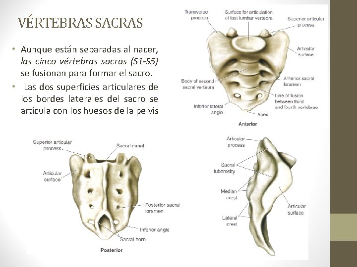 VÉRTEBRAS SACRAS • Aunque están separadas al nacer, las cinco vértebras sacras (S 1