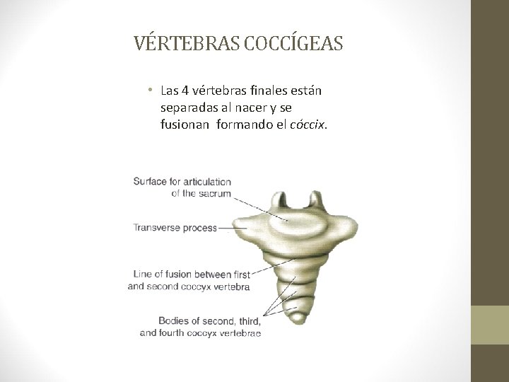 VÉRTEBRAS COCCÍGEAS • Las 4 vértebras finales están separadas al nacer y se fusionan