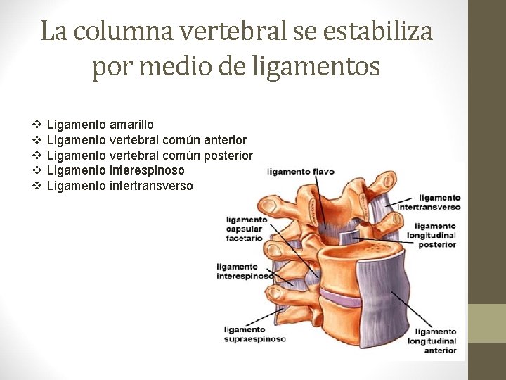 La columna vertebral se estabiliza por medio de ligamentos v v v Ligamento amarillo