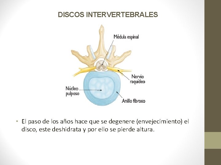 DISCOS INTERVERTEBRALES • El paso de los años hace que se degenere (envejecimiento) el