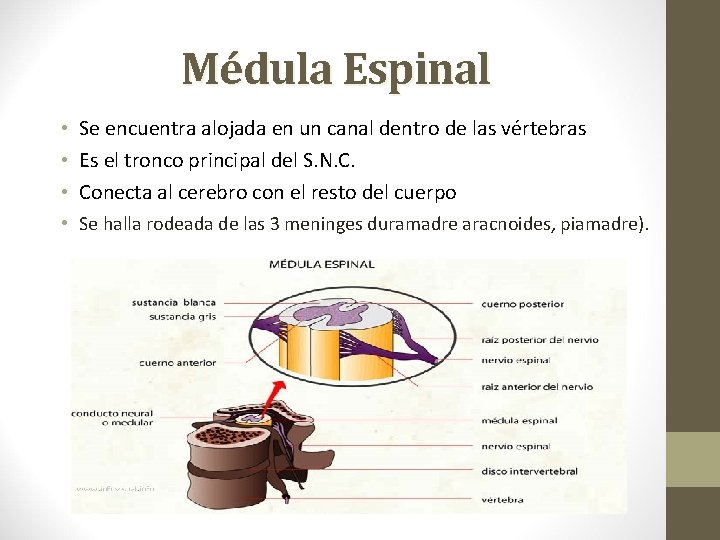 Médula Espinal • Se encuentra alojada en un canal dentro de las vértebras •