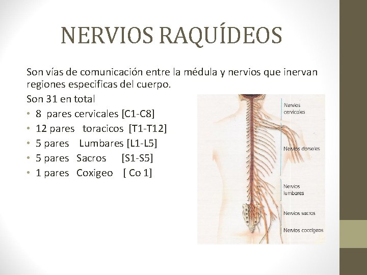 NERVIOS RAQUÍDEOS Son vías de comunicación entre la médula y nervios que inervan regiones