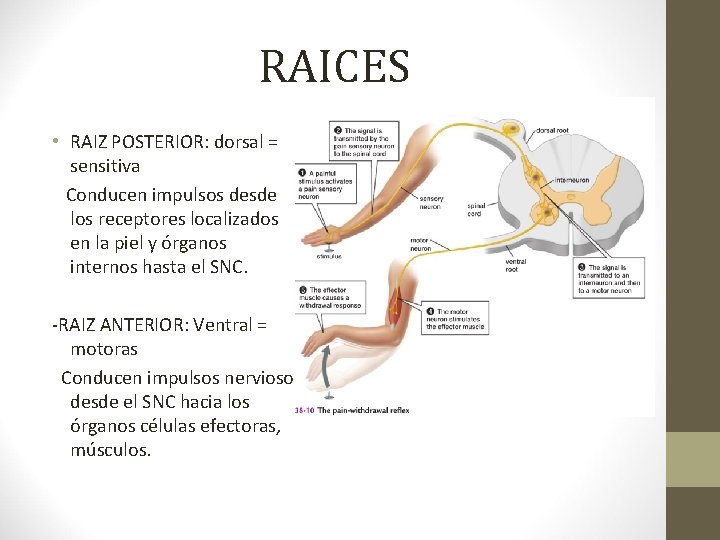 RAICES • RAIZ POSTERIOR: dorsal = sensitiva Conducen impulsos desde los receptores localizados en