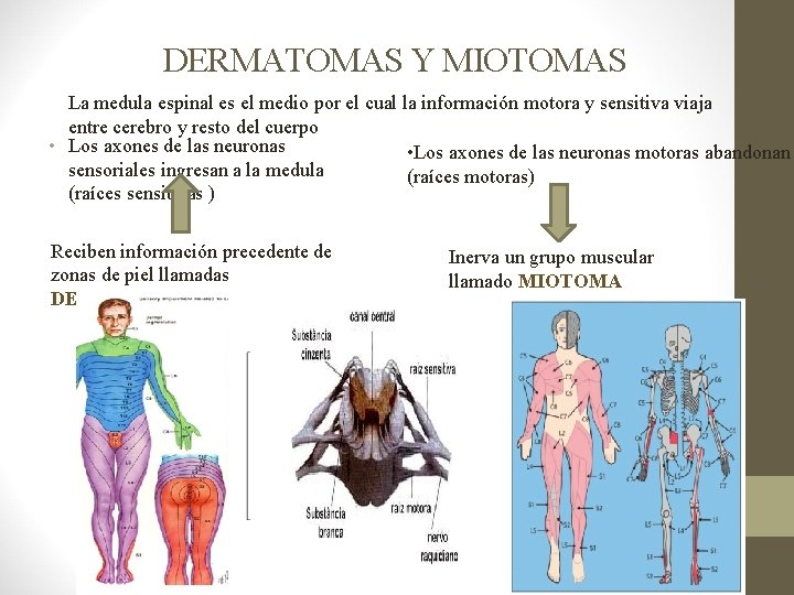 DERMATOMAS Y MIOTOMAS La medula espinal es el medio por el cual la información