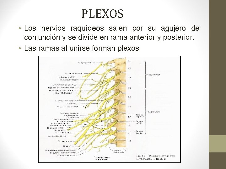 PLEXOS • Los nervios raquídeos salen por su agujero de conjunción y se divide