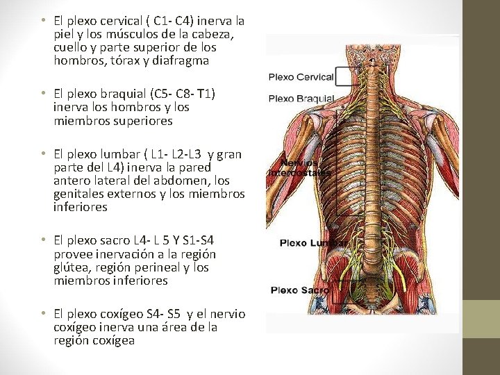  • El plexo cervical ( C 1 - C 4) inerva la piel