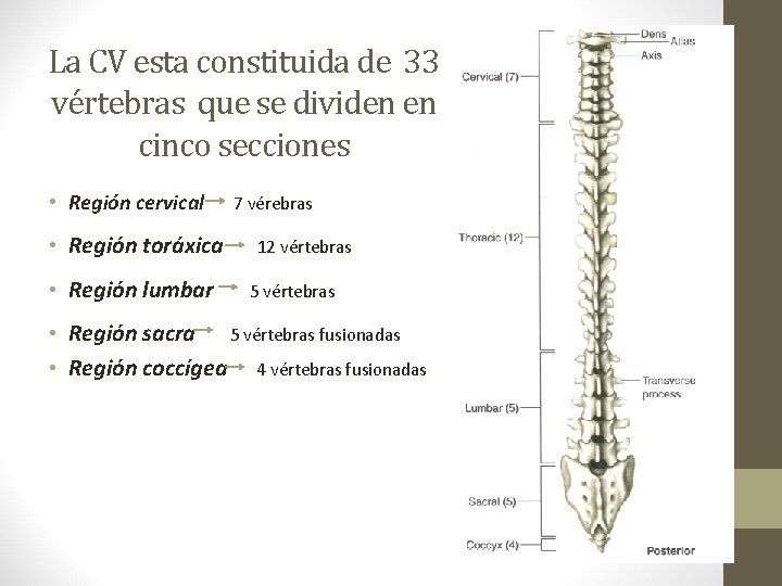 La CV esta constituida de 33 vértebras que se dividen en cinco secciones •