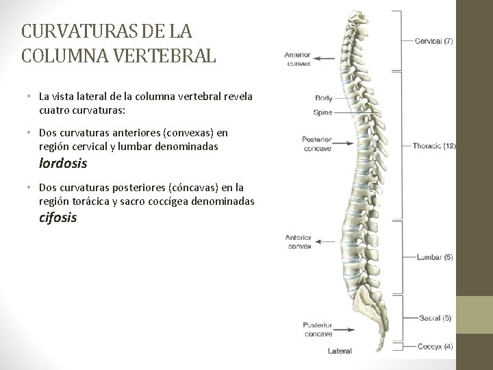 CURVATURAS DE LA COLUMNA VERTEBRAL • La vista lateral de la columna vertebral revela