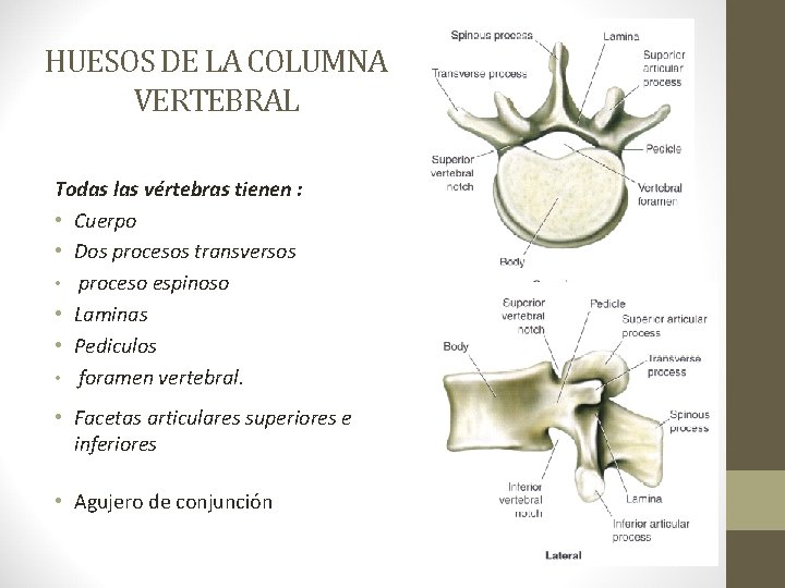 HUESOS DE LA COLUMNA VERTEBRAL Todas las vértebras tienen : • Cuerpo • Dos