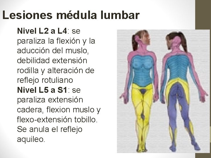 Lesiones médula lumbar Nivel L 2 a L 4: se paraliza la flexión y