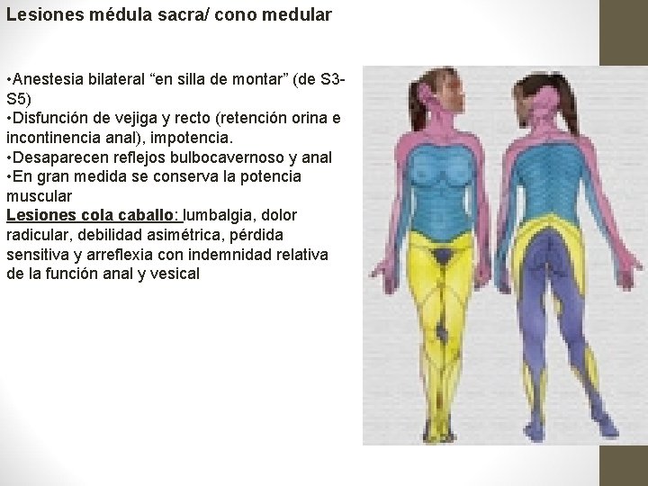 Lesiones médula sacra/ cono medular • Anestesia bilateral “en silla de montar” (de S