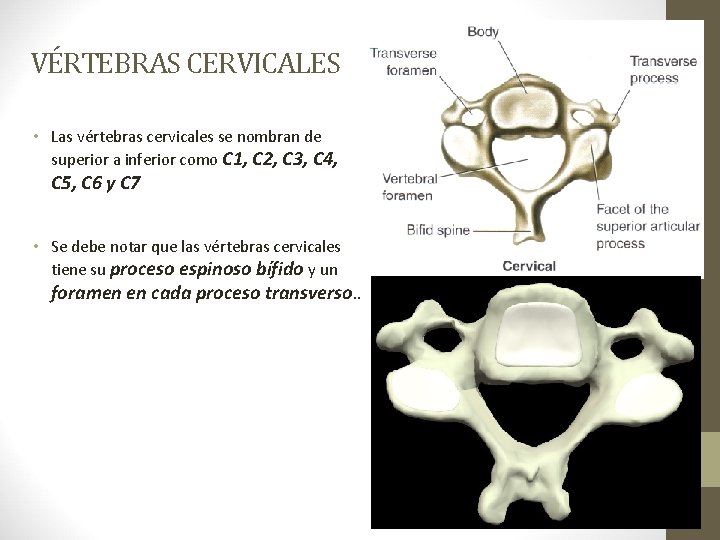 VÉRTEBRAS CERVICALES • Las vértebras cervicales se nombran de superior a inferior como C
