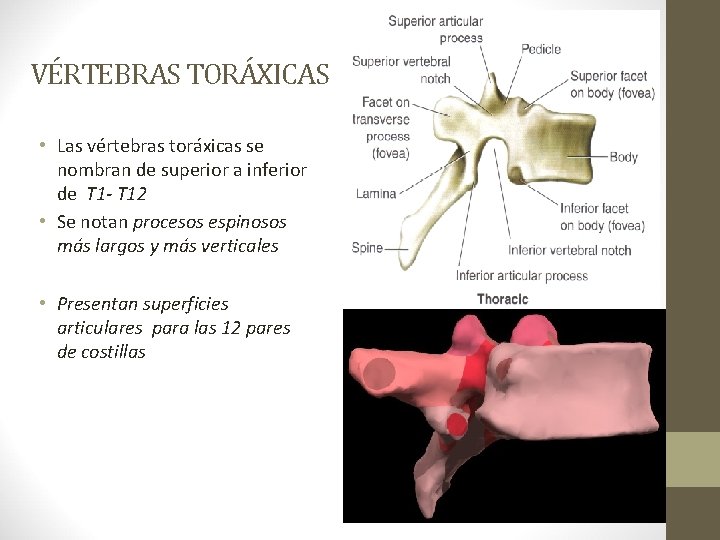 VÉRTEBRAS TORÁXICAS • Las vértebras toráxicas se nombran de superior a inferior de T