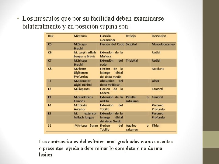  • Los músculos que por su facilidad deben examinarse bilateralmente y en posición