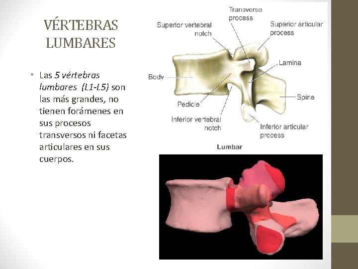 VÉRTEBRAS LUMBARES • Las 5 vértebras lumbares (L 1 -L 5) son las más