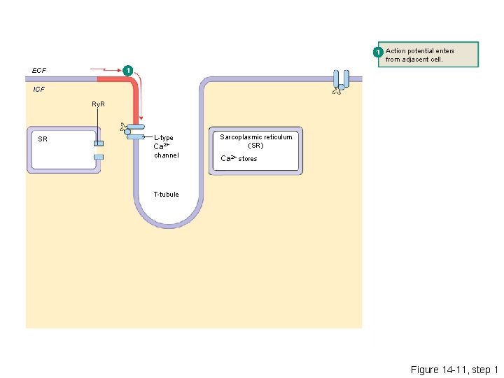 1 Action potential enters from adjacent cell. 1 ECF ICF Ry. R SR L-type