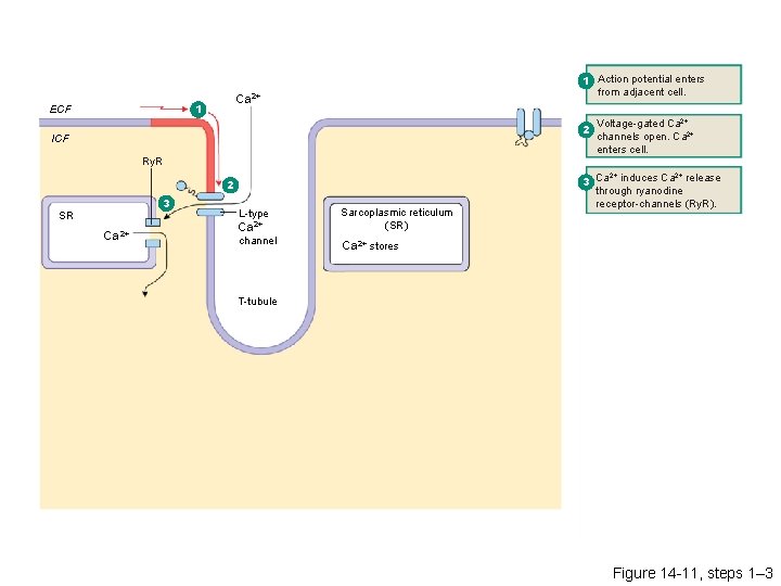 Ca 2+ 1 ECF 1 Action potential enters from adjacent cell. 2 ICF Ry.