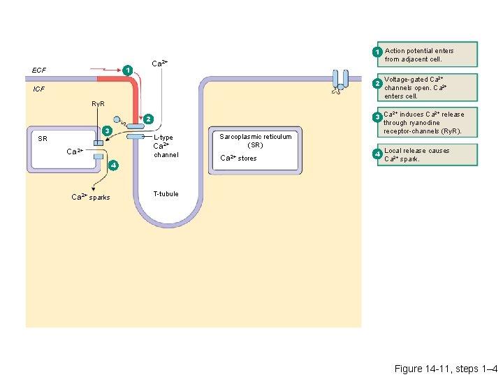 Ca 2+ 1 ECF 1 Action potential enters from adjacent cell. 2 ICF Ry.