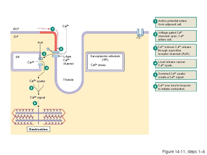 Ca 2+ 1 ECF 1 Action potential enters from adjacent cell. 2 ICF Ry.