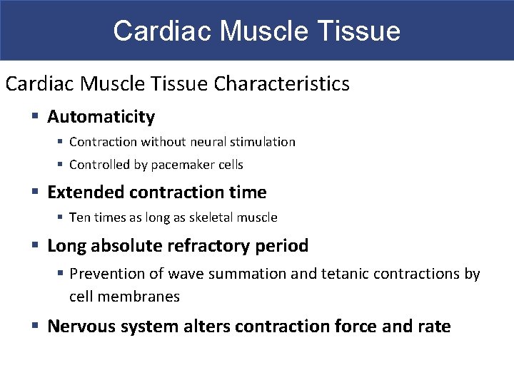 Cardiac Muscle Tissue Characteristics § Automaticity § Contraction without neural stimulation § Controlled by