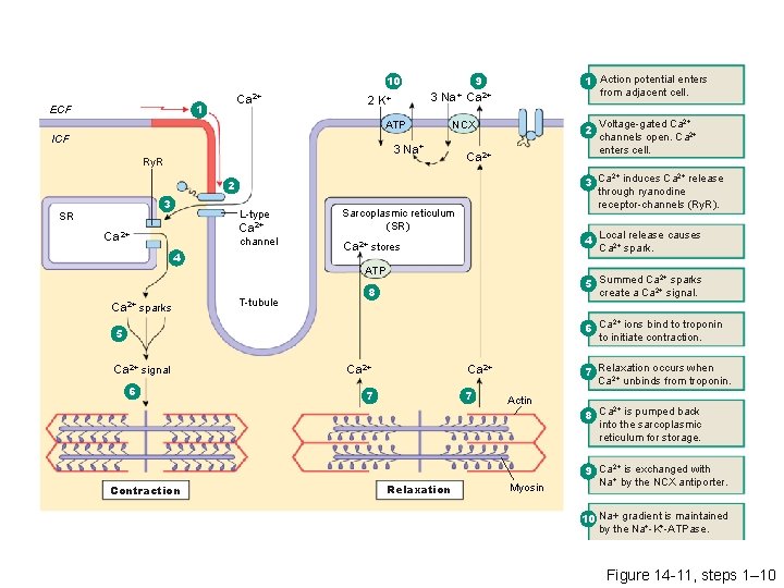 9 10 Ca 2+ 1 ECF 3 Na+ Ca 2+ 2 K+ ATP ICF