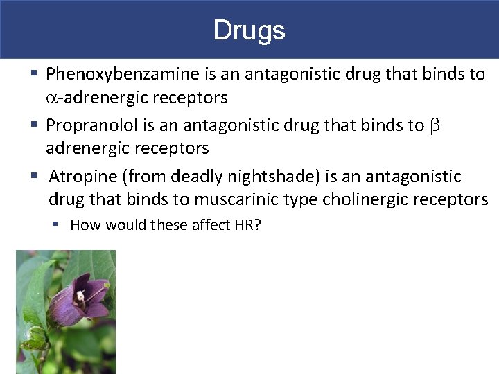 Drugs § Phenoxybenzamine is an antagonistic drug that binds to a-adrenergic receptors § Propranolol