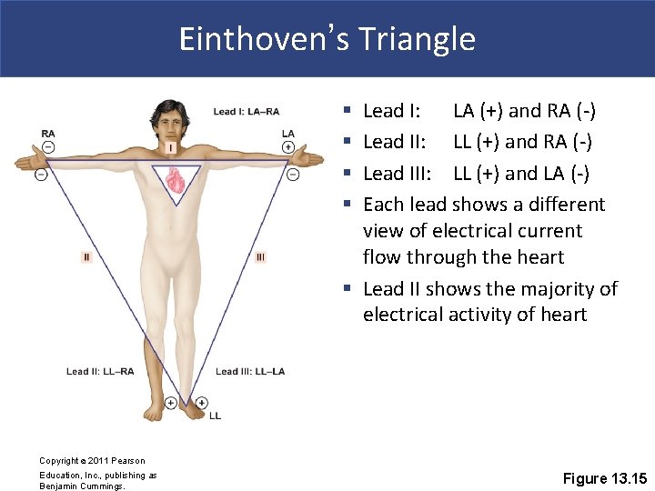 Einthoven’s Triangle Lead I: LA (+) and RA (-) Lead II: LL (+) and