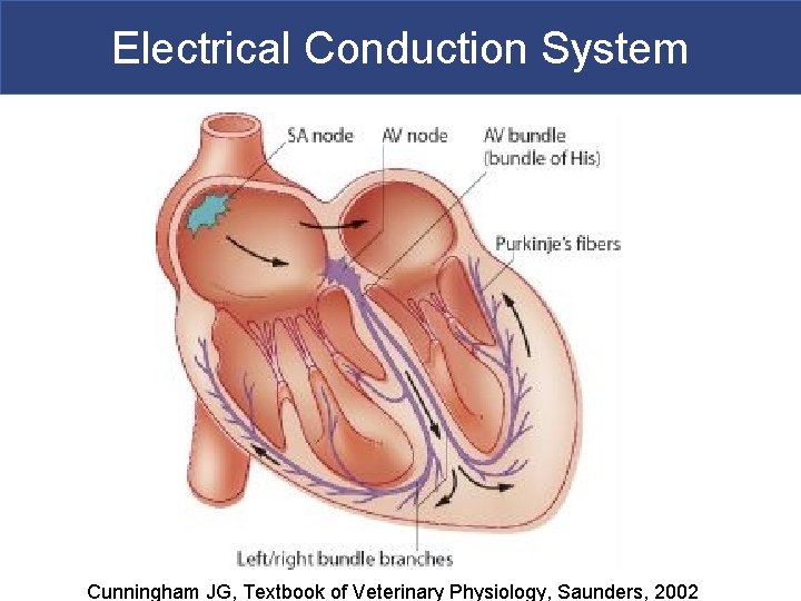 Electrical Conduction System Cunningham JG, Textbook of Veterinary Physiology, Saunders, 2002 