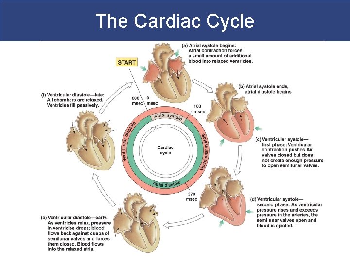 The Cardiac Cycle 