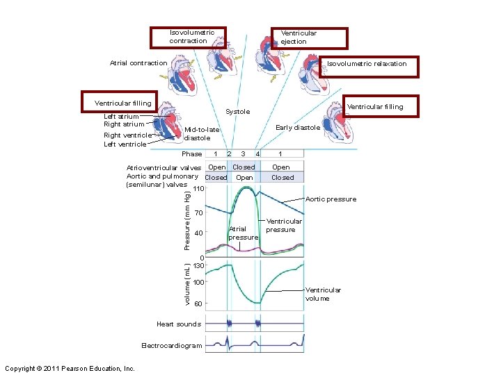 Isovolumetric contraction Ventricular ejection Atrial contraction Isovolumetric relaxation Ventricular ﬁlling Left atrium Right ventricle