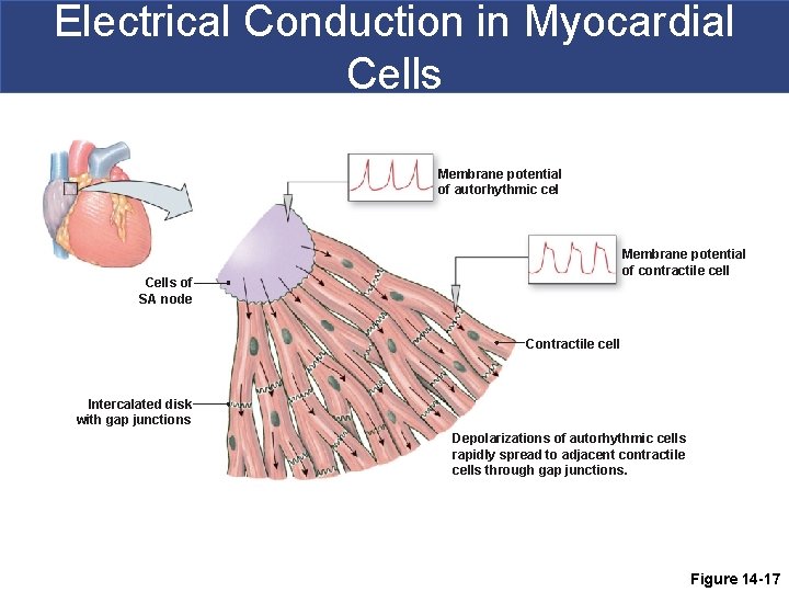 Electrical Conduction in Myocardial Cells Membrane potential of autorhythmic cel Membrane potential of contractile